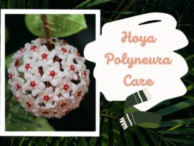 Hoya polyneura Care