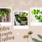 Pilea leaves curling