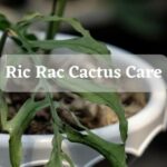 How To Care For The Ric Rac Cactus