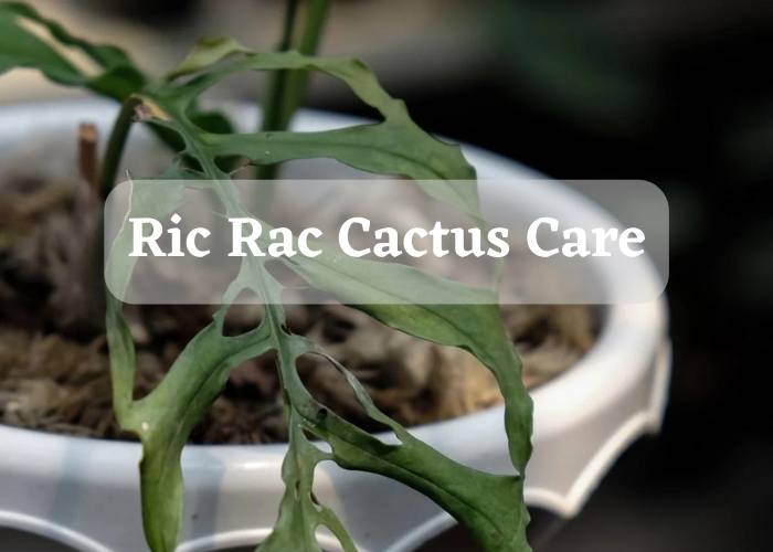 How To Care For The Ric Rac Cactus