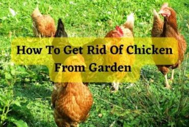 how to get rid of chicken from garden