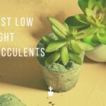 Best Low Light succulents