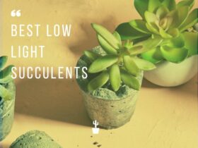 Best Low Light succulents