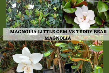 Magnolia Little Gem Vs Teddy Bear Magnolia