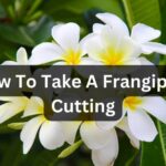 frangipani cuttings