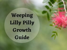 Weeping lilly pilly