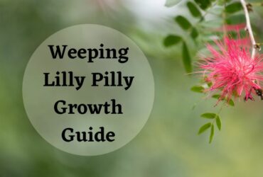 Weeping lilly pilly