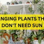 hanging plants that don't need sun
