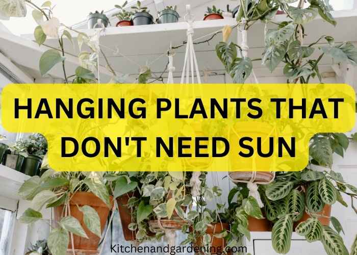 hanging plants that don't need sun
