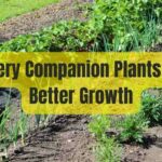 celery companion plants