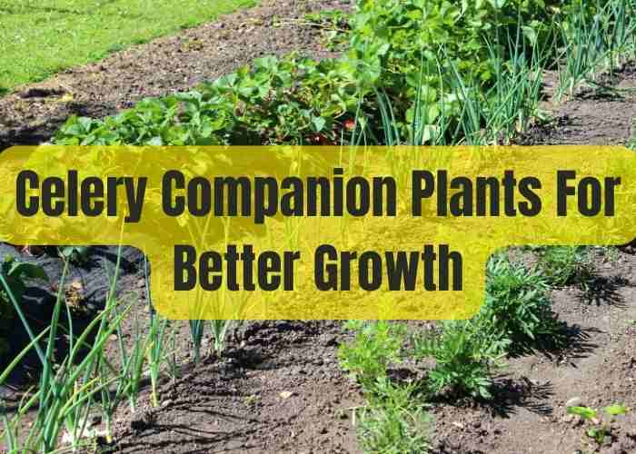 celery companion plants