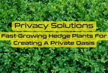 fast growing hedge plants for privacy