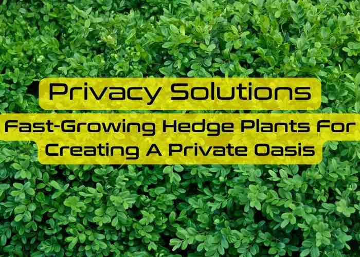 fast growing hedge plants for privacy