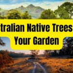 Australian native trees