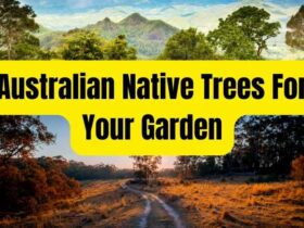 Australian native trees