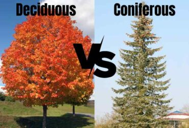 deciduous trees vs coniferous trees