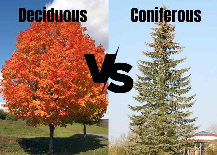 deciduous trees vs coniferous trees