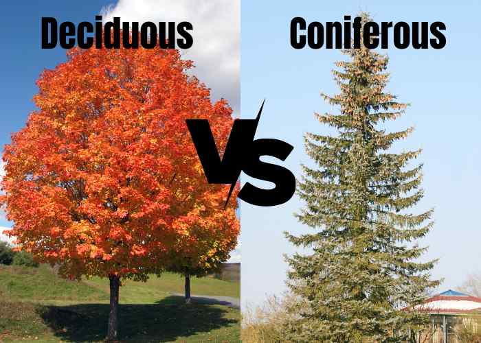 Deciduous Trees Vs Coniferous Trees Know The Difference Kitchen And 