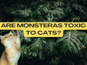 Are monsteras toxic to cats