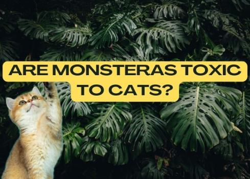 Are monsteras toxic to cats