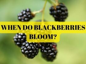when do blackberries bloom