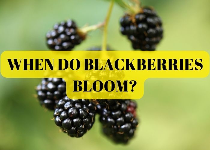 when do blackberries bloom