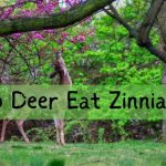 do deer eat zinnias