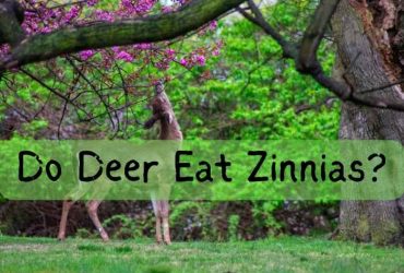 do deer eat zinnias