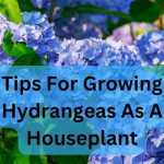 growing hydrangeas