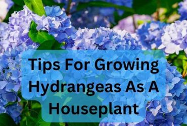 growing hydrangeas