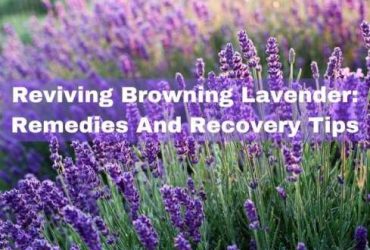 Browning lavender