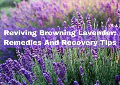 Browning lavender